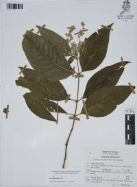 Iresine hartmanii image